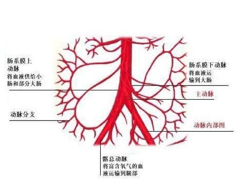 腹主动脉在哪里,体循环的主要动脉有哪些图1