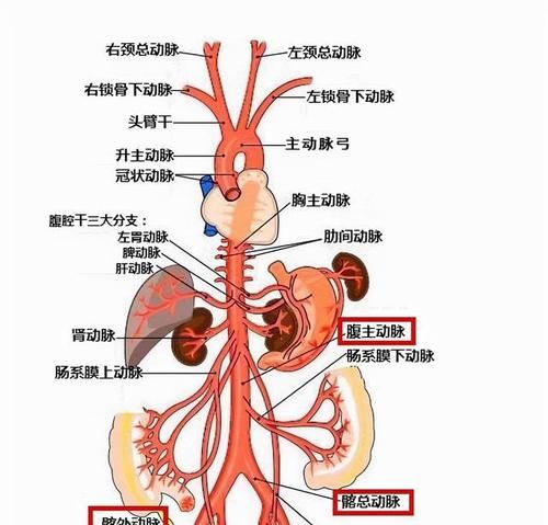 腹主动脉在哪里,体循环的主要动脉有哪些图2