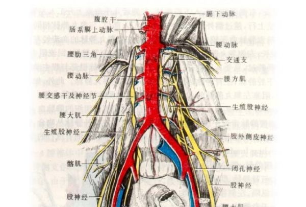 腹主动脉在哪里,体循环的主要动脉有哪些图4